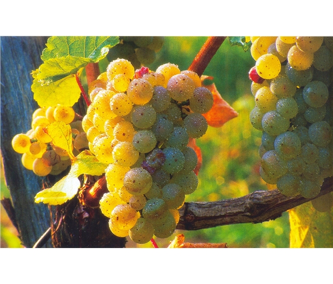 Babí léto, tajemné jeskyně Slovinska a Itálie, víno a mořské lázně Laguna 2020 - Slovinsko - na vinicích dozrává víno