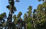 Národní park Pelister - Makedonie - NP Pelister - bohaté porosty borovice rumelské