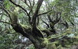 Národní park Garajonay - Španělsko - Kanárské ostrovy - Garajonay - vavřínový les, zbytek lesů které v třetihorách pokrývaly celou jižní Evropu
