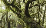Perly Kanárských ostrovů La Gomera a La Palma - Španělsko - Kanárské ostrovy - ponurý půvab vavřínových lesů v NP Garajonay