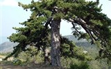 Troódos - Kypr - národní parkí Troodos - Pinus nigra pallasiana