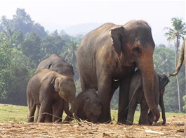 Srí Lanka, tropický ráj zvířat 2026  Sri Lanka - Pinnewalle - sloní školka