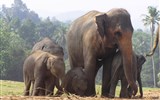 Srí Lanka, tropický ráj zvířat - Sri Lanka - Pinnewalle - sloní školka