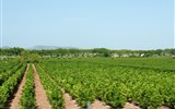 Languedoc, katarské hrady, moře Lví zátoky a kaňon Ardèche letecky 2020 - Francie - Languedoc - všude vinice a výborné víno, obzvlášť to růžové