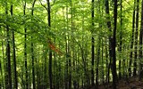 Kouzelná příroda Jury a památky Franche-Comté - Francie - Franche-Comté - údolí řeky Doubs, svahy tu pokrývají suťové lesy