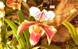 Orchideen Welt - Německo - Drážďany - výstava Svět orchidejí
