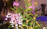 květinové slavnosti - Německo - Drážďany - výstava Svět orchidejí