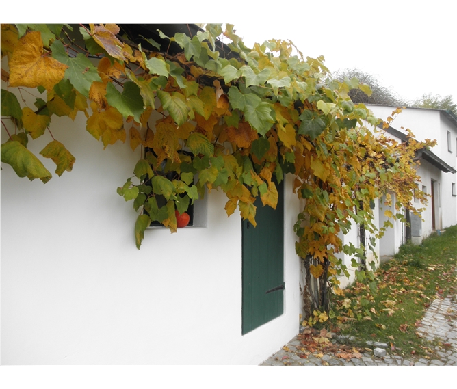 Krásy Dolnorakouska a vinařská slavnost v Poysdorfu - Rakousko - Poysdorf - sklípky se zarývají do svahů okolních strání