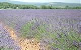 Přírodní parky a památky Provence s koupáním 2020 - Francie - Provence - kraj voní levandulí