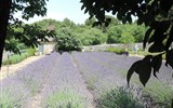 Přírodní parky a památky Provence s koupáním 2020 - Francie - St-Paul-de Mausole
