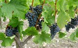 Francouzská vína - Francie - Akvitánie - víno odrůdy Merlot chytá poslední doušky slunečních paprsků, foto Pavel Michal