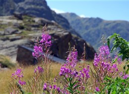 Andorra - léto, hory, slunce a kvetoucí vrbka úzkolistá tu patří neoddělitelně k sobě  (foto L.Zedníček)