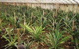Azorské ostrovy, San Miguele a Terceira 2018 - Portugalsko -Azory - San Miguel - Faja de Baixo, tady už rostou plody ananasu