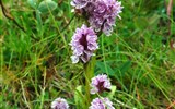 Reine - Norsko - Lofoty - kvetoucí orchidea Prstnatec plamatý (Dactylorhiza maculata) u Reine