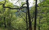 Harz, pohádkové pohoří v Německu - Německo - Harz - svěží zeleň čerstvě vyrašených lístků v údolí řeky Bode