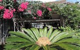 Lipari - Itálie - Sicílie - Lipari, cykas a nádhera květů bougainvilleje