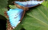 Mainau - Německo - Mainau - Dům motýlů je plný takovýhle krásných motýlů