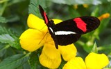 Krásy Bodamského jezera a ostrov Mainau 2020 - Německo - Mainau - Dům motýlů