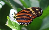 Mainau - Německo - Mainau - Dům motýlů, jeden ze zdejších létajících drahokamů
