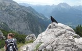 Slavnost a pohoda v NP Berchtesgaden a Orlí hnízdo 2018 - Německo - Kehlstein, čekání na zbytky (nebo na kořist)