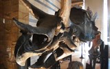 muzejní trojúhelník - Anglie - Londýn - Přírodovědné muzeum, Triceratops, svrchní křída, 67 mil. let, Wyoming, US