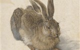 Vídeň po stopách Habsburků a výstavy umění 2019 (Dürer) - Rakousko - Vídeň - Albertina, A.Dürer, Zajíc, 1502, akvarel a kvaš