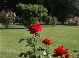 Vídeň po stopách Habsburků, Schönbrunn i Laxenburg a Baden, historické zahrady 2023  Baden - Růžová zahrada, na ploše více než 90.000 m² se nachází cca 600 různých druhů růží