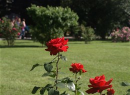 Baden - Růžová zahrada, na ploše více než 90.000 m² se nachází cca 600 různých druhů růží