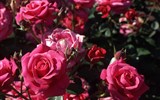 Krásy Vídeňského lesa, jeskyně, soutěsky a slavnost vína Požitkářská míle 2020 - OLOMOUC - Růžová zahrada, Rozarium - Vyznání růžím