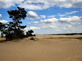 Přírodní parky a ostrovy Nizozemska, Gogh 2023  Holandsko - NP De Hoge Veluwe (Wiki free)