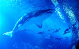 Valencie, perla Costa Azahar, přírodní parky a svátek Fallas 2020 - Španělsko - Valencie - L'Oceanogràfic, nesmí chybět král moří - žralok