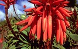 Madeira, ostrov věčného jara a festival květů 2020 - Portugalsko - Madeira