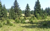 Krásy Šumavy, hory, jezera a slatě (i Bavorský les) 2020 - Česká republika - Šumava - původními porosty tohoto pohoří jsou podmáčené smrčiny
