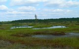 Národní park Lahemaa - Pobaltí - Estonsko - rašeliniště Lahemaa