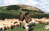 Národní parky a zahrady - Ukrajina - Ukrajina - Podkarpatská Ukrajina - na poloninách se pasou ovce