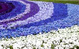 Krásy Holandska, květinové korzo a slavnost goudy 2020 - Holandsko - Keukenhof, květinové záhony