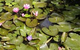 Termální lázně Hevíz - Maďarsko - Hévíz - jedinná rostlina která v jezerů přežívá je indický vodní leknín